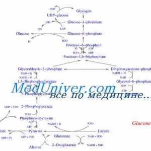 Tvorba sacharidů z bílkovin a tuků. Regulace glukoneogeneze