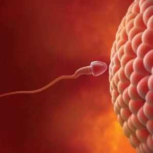 Vnitřní pocity ženy: ovulace, menstruace, hnojení