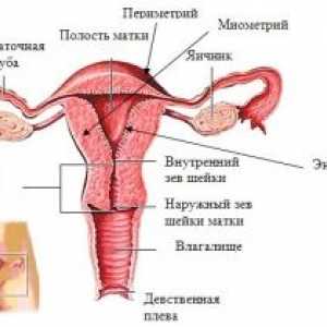 Vnitřní pohlavní orgány ženy, struktuře, anatomie