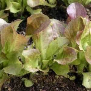 Škůdců a chorob salátu