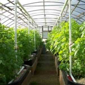 Pěstování zeleniny, ovoce, bobule plodin ve skleníku, a skleníku