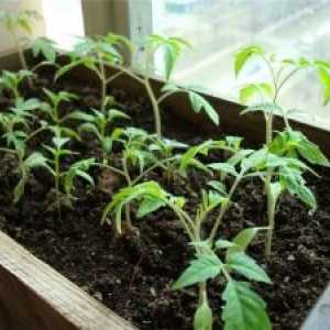 Pěstování rajčat domácí péče