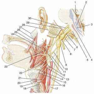 X-XII hlavových nervů