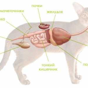 Nemoc (nemoc) slinivky břišní u psů a koček