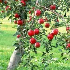 Zákonitosti růstu a plodící jabloní