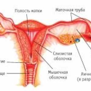 Ženských pohlavních rakovina: funkce, vývoj, struktura