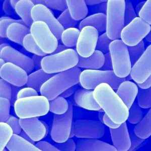 Živé bakterie na první dysbacteriosis
