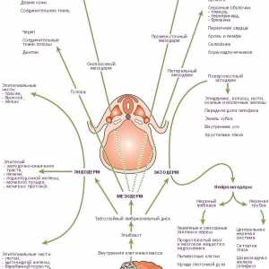 Kapsa Amnioembrionalny. Lidské embryonální zárodečné vrstvy